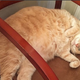 Illustration for article titled Matt Duffys Cat Is Too Damn Fat To Make The Trip To Tampa
